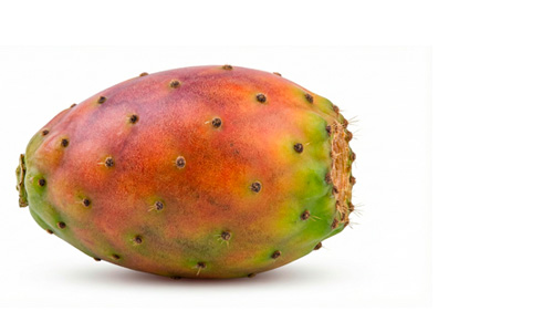 Cultivo de Chumbera